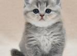 Zigzag - British Shorthair Cat For Sale - Los Angeles&comma; CA&comma; US