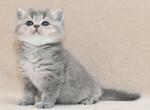 Zigzag - British Shorthair Cat For Sale - Chicago&comma; IL&comma; US
