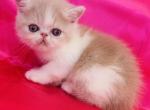 Alfredo - Exotic Cat For Sale - Philadelphia&comma; PA&comma; US