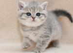 Ziro - British Shorthair Cat For Sale - Chicago&comma; IL&comma; US