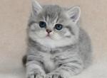 Zoriana - British Shorthair Cat For Sale - Chicago&comma; IL&comma; US