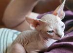 Poppy - Sphynx Cat For Sale - Rockford&comma; IL&comma; US