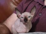 Petra - Sphynx Cat For Sale - Rockford&comma; IL&comma; US