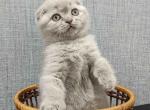 Ketty scottish fold lilac solid baby girl - Scottish Fold Cat For Sale - Los Angeles&comma; CA&comma; US