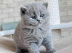 Chunky british shorthair boy blue solid color - British Shorthair Kitten For Sale - Los Angeles&comma; CA&comma; US