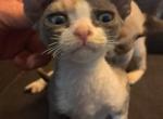 Robin - Devon Rex Cat For Sale - Stanford&comma; MT&comma; US