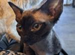 COCO - Devon Rex Cat For Sale - Stanford&comma; MT&comma; US