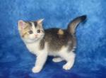 RESERVED Eliza Calico - Scottish Straight Cat For Sale - Sunnyvale&comma; CA&comma; US