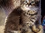 Precious - Maine Coon Cat For Sale - 
