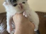 Luna litter - Persian Cat For Sale - Clewiston&comma; FL&comma; US
