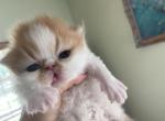 Luna - Persian Cat For Sale - Clewiston&comma; FL&comma; US