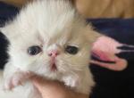 Last litter - Persian Cat For Sale - Clewiston&comma; FL&comma; US