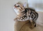 Bella - Scottish Straight Cat For Sale - Holland&comma; PA&comma; US