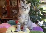 Moon - Scottish Straight Cat For Sale - Brooklyn&comma; NY&comma; US