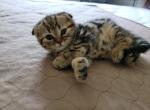 Max3 - Scottish Fold Cat For Sale - Holland&comma; PA&comma; US