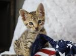 F4 SBT Savannah Boy - Savannah Cat For Sale - Lakeland&comma; FL&comma; US