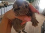 Female Persian - Persian Cat For Sale - MA&comma; US
