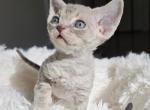 Stella - Devon Rex Cat For Sale - Williamsburg&comma; VA&comma; US