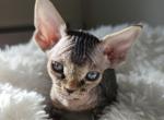 Linus - Devon Rex Cat For Sale - Williamsburg&comma; VA&comma; US