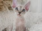 Silas - Devon Rex Cat For Sale - Williamsburg&comma; VA&comma; US