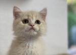 BoBo - Scottish Straight Cat For Sale - Miami&comma; FL&comma; US