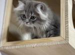 Kim - Scottish Straight Cat For Sale - Miami&comma; FL&comma; US