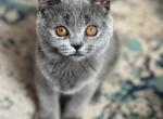 Springkids - British Shorthair Cat For Sale - Brooklyn&comma; NY&comma; US