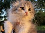 Silver tabby Highland Fold boy - Scottish Fold Cat For Sale - Sun City Center&comma; FL&comma; US