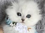 Silver chinchilla girl - Scottish Fold Cat For Sale - Sun City Center&comma; FL&comma; US