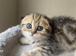 Golden marble girl - Scottish Fold Cat For Sale - Sun City Center&comma; FL&comma; US