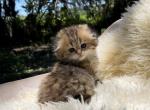Golden tabby Highland Fold girl - Scottish Fold Cat For Sale - Sun City Center&comma; FL&comma; US