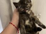 Diamond - Domestic Cat For Sale - Bronx&comma; NY&comma; US
