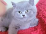 David - British Shorthair Cat For Sale - New York&comma; NY&comma; US
