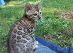 Vienna - Bengal Cat For Sale - Boston&comma; MA&comma; US