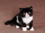 Foster - Exotic Cat For Sale - Hollywood&comma; FL&comma; US