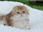 Franka - Scottish Fold Cat For Sale - Hollywood&comma; FL&comma; US