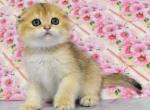 Gabriela - Scottish Fold Cat For Sale - Hollywood&comma; FL&comma; US