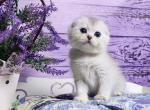 Ronaldo - Scottish Fold Cat For Sale - Hollywood&comma; FL&comma; US