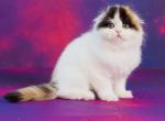 Dominica - Scottish Fold Cat For Sale - Hollywood&comma; FL&comma; US