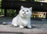 Cartier - Munchkin Cat For Sale - Hollywood&comma; FL&comma; US