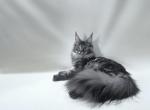 Bianca - Maine Coon Cat For Sale - New York&comma; NY&comma; US