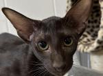 OSH Havana Brown Chocolate Female Kitten - Oriental Cat For Sale - NJ&comma; US