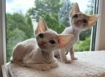 O - Devon Rex Cat For Sale - Philadelphia&comma; PA&comma; US