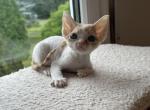 Ollie - Devon Rex Cat For Sale - Philadelphia&comma; PA&comma; US