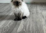 diego - Himalayan Cat For Sale - Barrington&comma; IL&comma; US