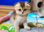 Sonia - Scottish Fold Cat For Sale - Brooklyn&comma; NY&comma; US