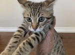 Olie - Savannah Cat For Sale - Fontana&comma; CA&comma; US