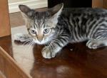 Mitz - Savannah Cat For Sale - Fontana&comma; CA&comma; US