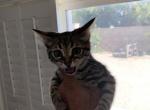 Sadie - Savannah Cat For Sale - Fontana&comma; CA&comma; US