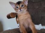 Nugget - Abyssinian Cat For Sale - Hutchinson&comma; KS&comma; US